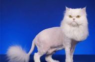 Лапусік, перукарня для тварин фото
