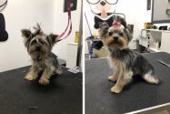 Van Dog, перукарня для тварин фото
