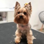 Van Dog, парикмахерская для животных фото