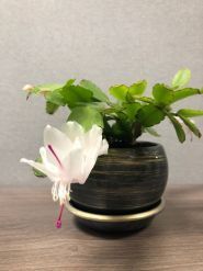 Lime flowers & decor, студія квітів та декору фото