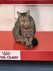 Vet Friend, послуги з тимчасового проживання домашніх тварин фото