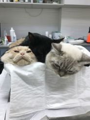 Merlion, ветеринарна клініка фото