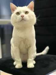 Merlion, ветеринарна клініка фото