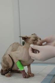 Animal Clinic, ветеринарный центр фото