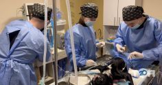 Imvet Clinic, ветеринарна клініка фото