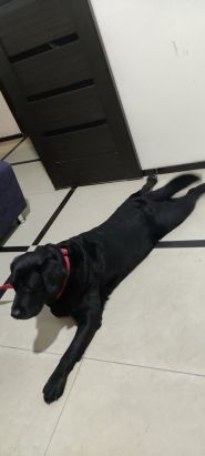 Клуб здорових тварин, ветеринарна клініка Клуб здорових тварин, ветеринарна клініка фото