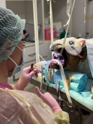 Клуб здорових тварин, ветеринарна клініка фото