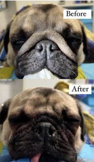 Клуб здорових тварин, ветеринарна клініка фото