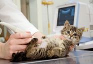 Планета звірів, центр ветеринарних послуг фото