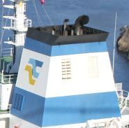 Трансшип-Балк, морська компанія фото