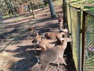 Вольєр з оленями фото