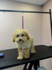 Bloom Groom, грумінг-салон фото