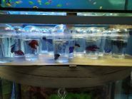 Світ екзотики, магазин для акваріумістів фото
