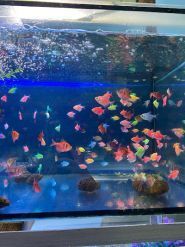 Світ екзотики, магазин для акваріумістів фото