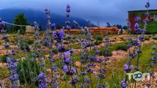 Hirsʹka Lavanda, фотостудия фото