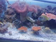 ZooLand, мережа зоомаркетів фото