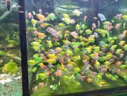 Золотая рыбка, зоомагазин фото