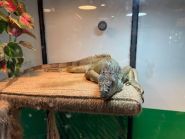 Guana coffee, кав'ярня фото