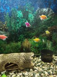 EuroZoo, зоомагазин фото