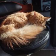 Кет Кавʼярня фото