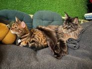 Кет Кавʼярня фото