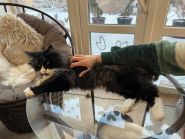 Кет Кавʼярня фото