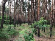 Дитячий табір ім. Володі Дубініна фото