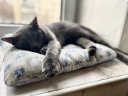 Ветлікар 24, швидка ветеринарна допомога фото