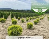 Green Angels, розплідник декоративних рослин фото