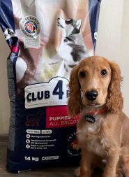 Shop pet petslike.net, зоомагазин фото