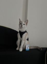 Ветлікар 24, швидка ветеринарна допомога фото