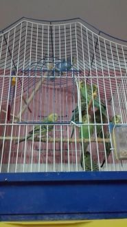 Любимчик, зоомагазин фото