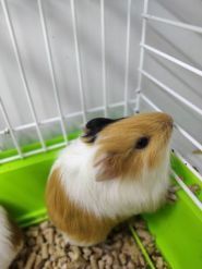 Goldfish, зоомагазин фото