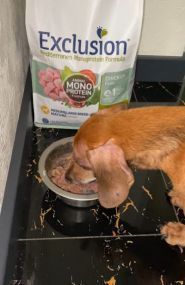 Zoolandia.com.ua, товары для животных фото