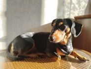 Zoolandia.com.ua, товары для животных фото