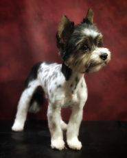 Грумінг-салон на просп. Перемоги фото