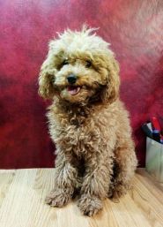 Грумінг-салон на просп. Перемоги фото