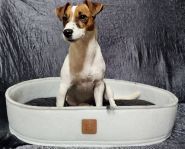 Zoolandia.com.ua, товары для животных фото