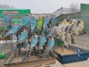 Птичий рынок, рынок фото