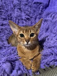 Сільва вет, ветеринарна клініка фото