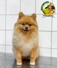 Зоомагазин champion, зоомагазин фото