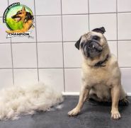 Зоомагазин champion, зоомагазин фото