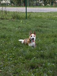 Сільва вет, ветеринарна клініка фото