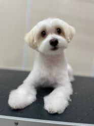 Лапки, грумінг-салон фото