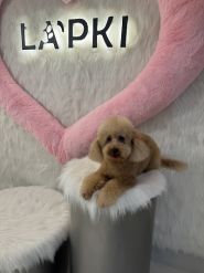 Лапки, грумінг-салон фото