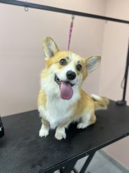 Bloom Groom, грумінг-салон фото