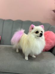 Bloom Groom, грумінг-салон фото