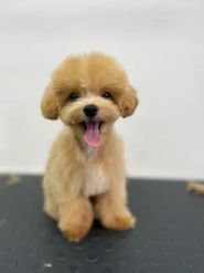 Супер Грумер, грумінг-салон фото