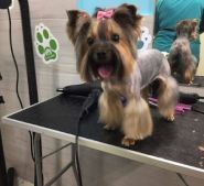 Center ZOO, грумінг-салон фото