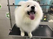 Center ZOO, грумінг-салон фото